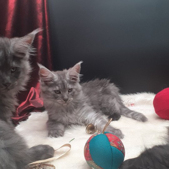 Arrow Mâle Maine coon