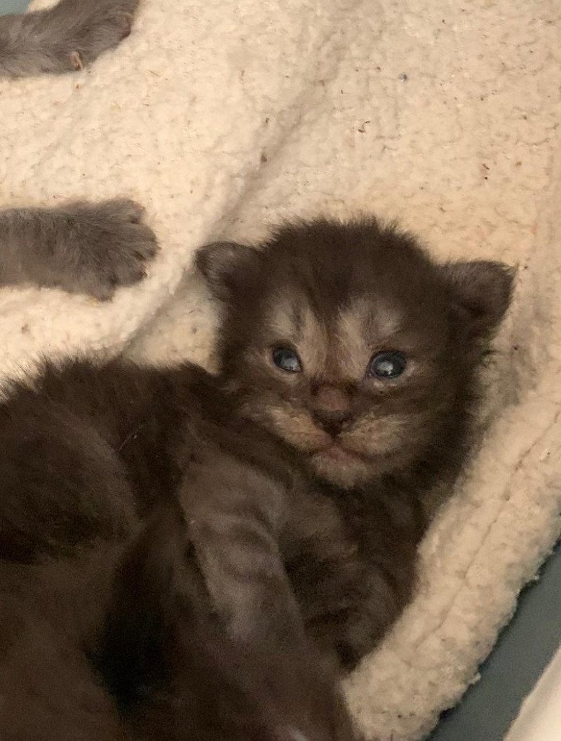 Aïleen Femelle Maine coon