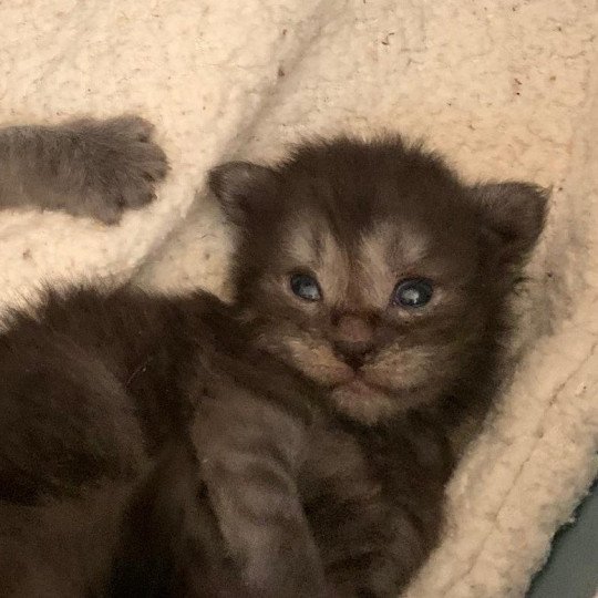 chaton Maine coon black smoke La Chatterie des targuizier's