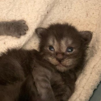 chaton Maine coon black smoke La Chatterie des targuizier's