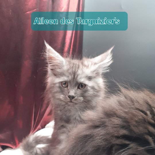 Aïleen Femelle Maine coon