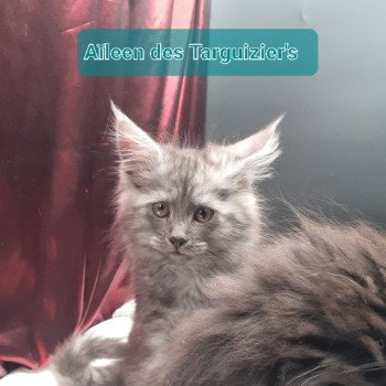 chaton Maine coon black smoke Aïleen La Chatterie des targuizier's
