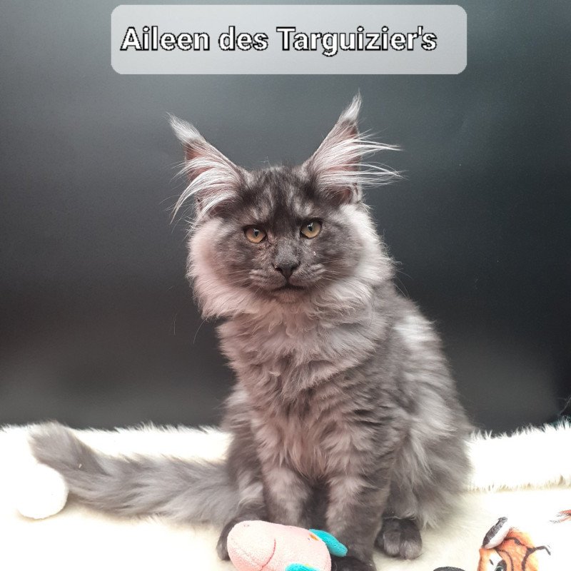 Aïleen Femelle Maine coon