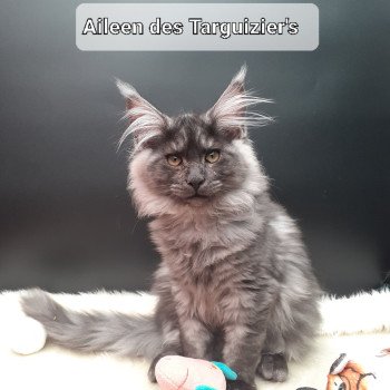 chaton Maine coon black smoke Aïleen La Chatterie des targuizier's