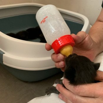 chaton Maine coon black La Chatterie des targuizier's