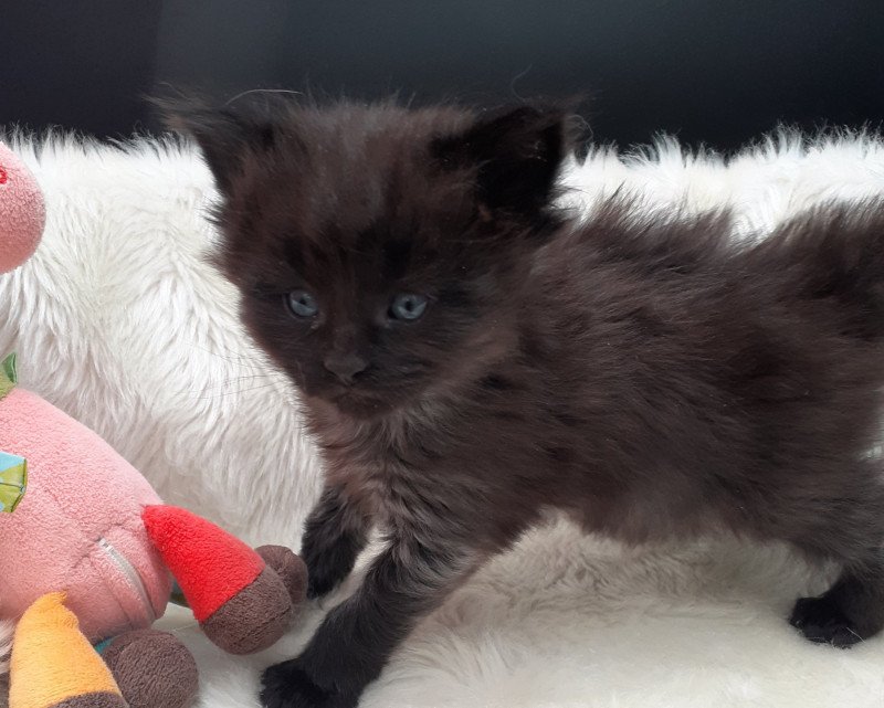 Anubis Mâle Maine coon