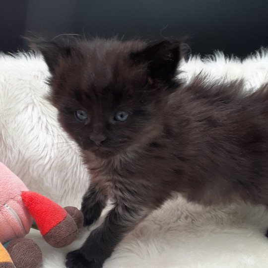 chaton Maine coon black smoke Anubis La Chatterie des targuizier's