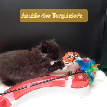 chaton Maine coon black smoke Anubis La Chatterie des targuizier's