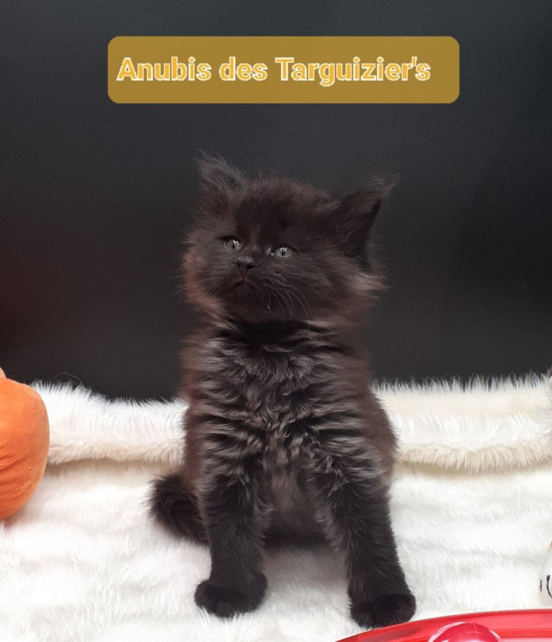 Anubis Mâle Maine coon