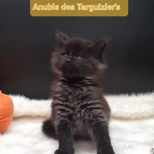 Anubis Mâle Maine coon