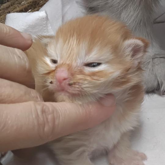 chaton Maine coon red ticked tabby La Chatterie des targuizier's