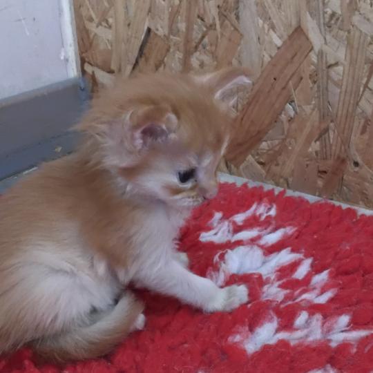 chaton Maine coon red ticked tabby Berny La Chatterie des targuizier's