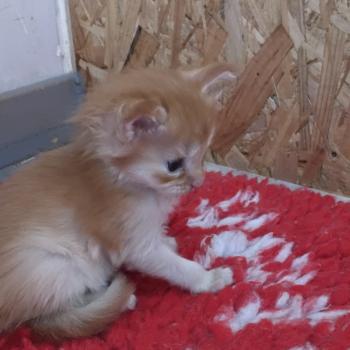 chaton Maine coon red ticked tabby Berny La Chatterie des targuizier's