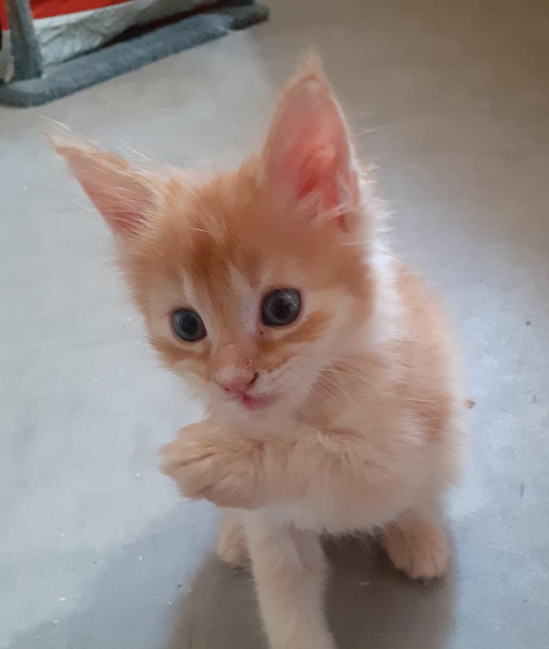 Berny Mâle Maine coon