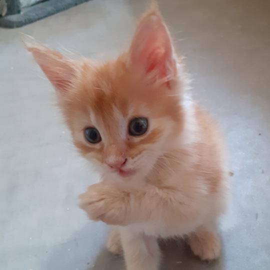 Berny Mâle Maine coon