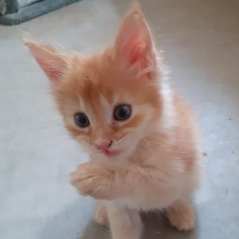 chaton Maine coon red ticked tabby Berny La Chatterie des targuizier's