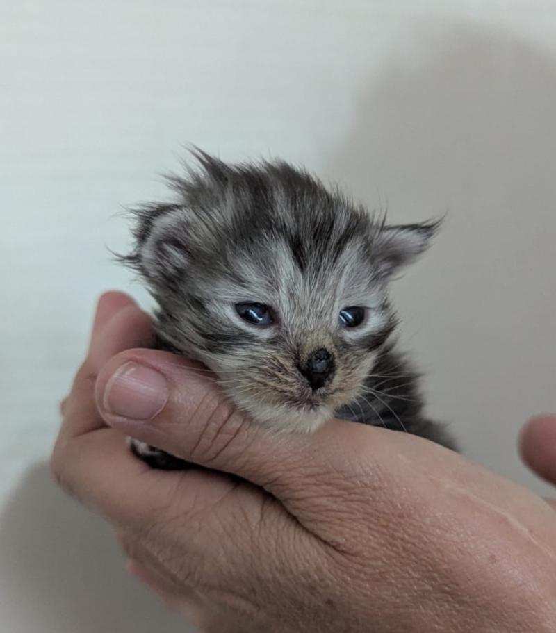 Bony Femelle Maine coon polydactyle