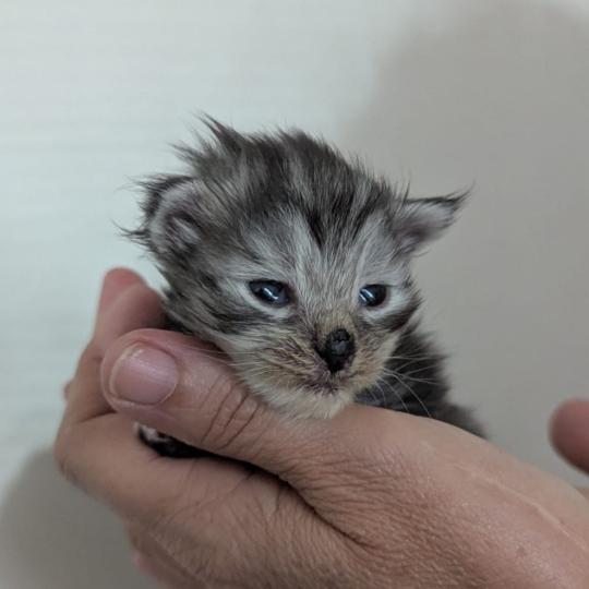 chaton Maine coon polydactyle black smoke La Chatterie des targuizier's