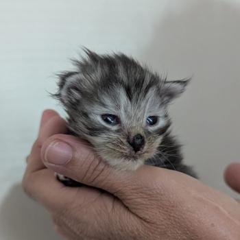 chaton Maine coon polydactyle black smoke La Chatterie des targuizier's
