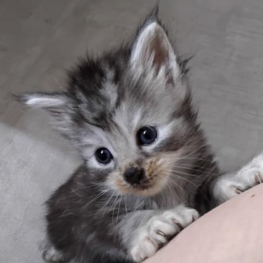 Bony Femelle Maine coon polydactyle