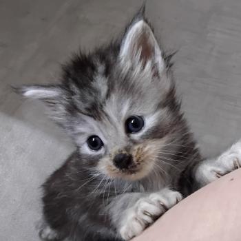 chaton Maine coon polydactyle black silver tabby Bony La Chatterie des targuizier's