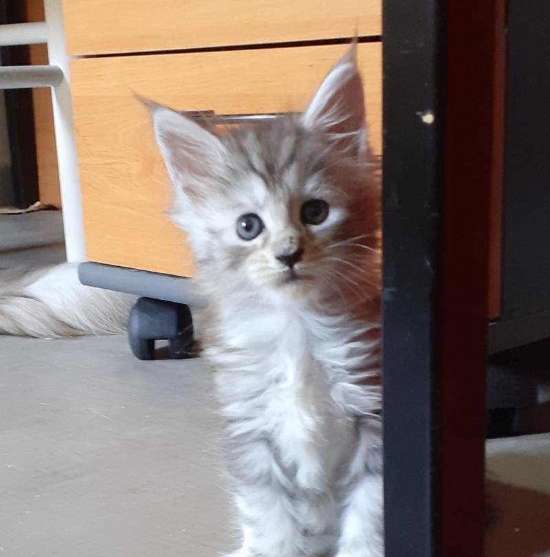 Bony Femelle Maine coon polydactyle