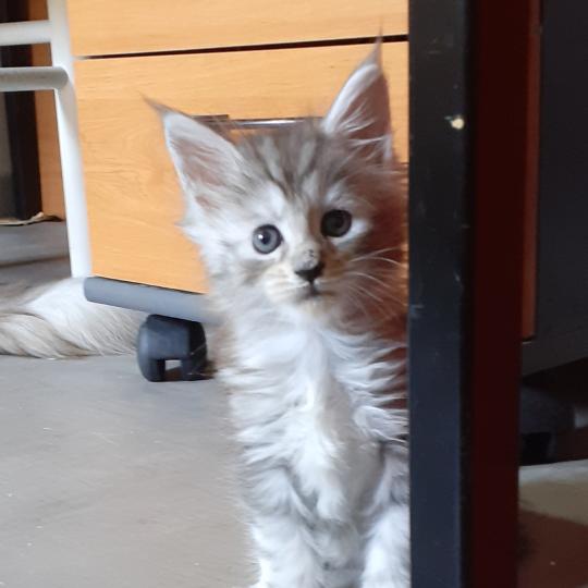 Bony Femelle Maine coon polydactyle
