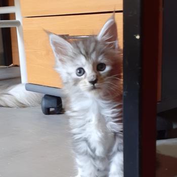 chaton Maine coon polydactyle black silver tabby Bony La Chatterie des targuizier's