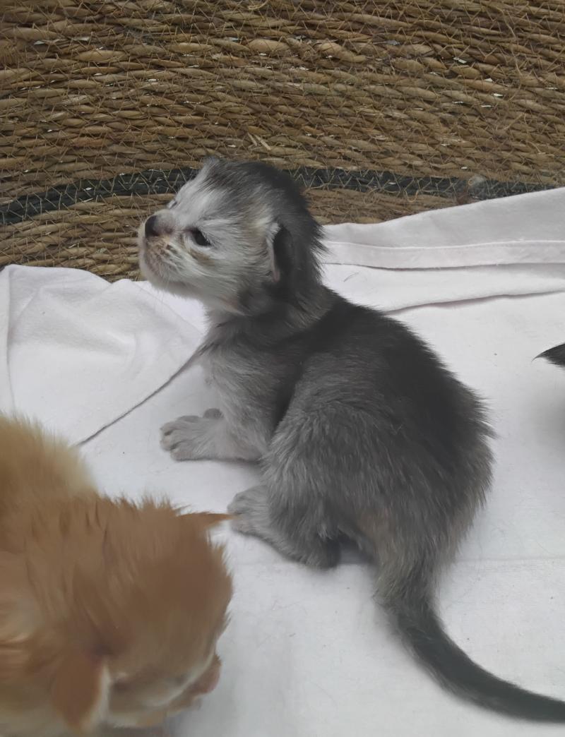 Betty Femelle Maine coon polydactyle