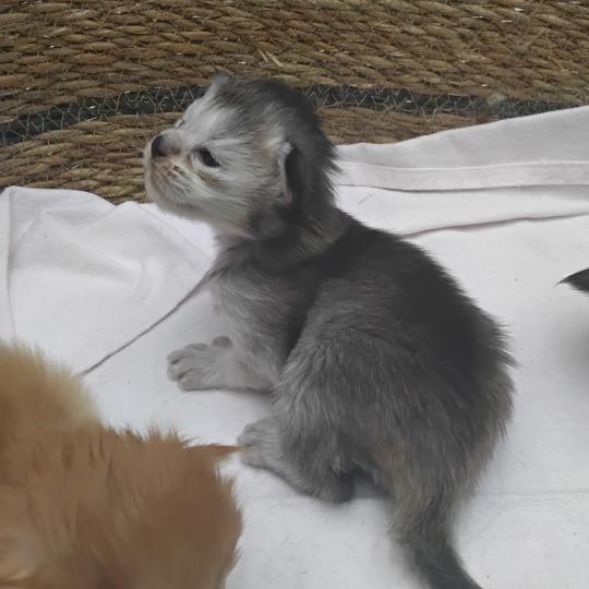 chaton Maine coon polydactyle black tortie silver ticked tabby La Chatterie des targuizier's