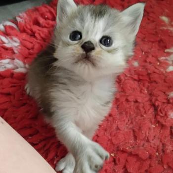 chaton Maine coon polydactyle black tortie silver ticked tabby Betty La Chatterie des targuizier's