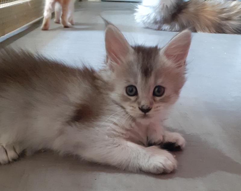 Betty Femelle Maine coon polydactyle