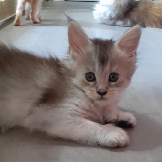 Betty Femelle Maine coon polydactyle