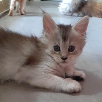 chaton Maine coon polydactyle black tortie silver ticked tabby Betty La Chatterie des targuizier's