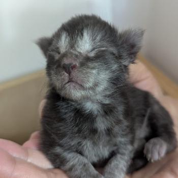 chaton Maine coon black smoke La Chatterie des targuizier's