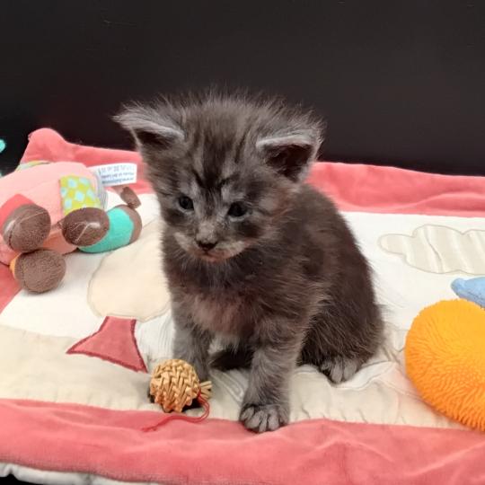 chaton Maine coon black silver tabby Belem La Chatterie des targuizier's