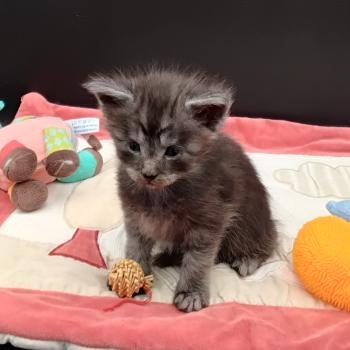 chaton Maine coon black silver tabby Belem La Chatterie des targuizier's