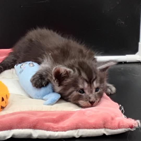 chaton Maine coon black silver tabby Belem La Chatterie des targuizier's
