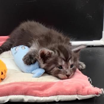 chaton Maine coon black silver tabby Belem La Chatterie des targuizier's