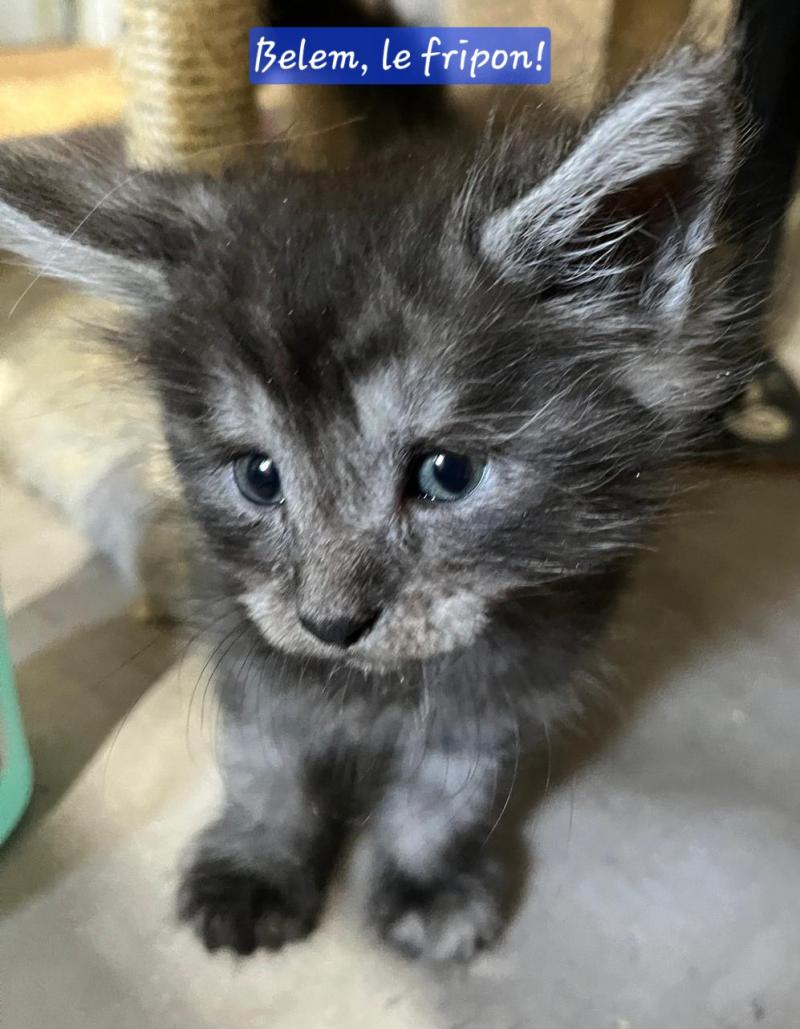 Belem Mâle Maine coon