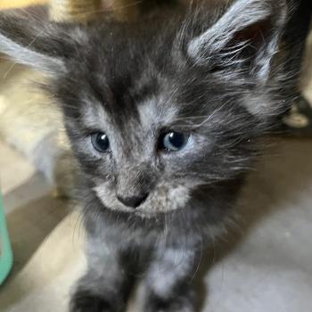 chaton Maine coon black silver tabby Belem La Chatterie des targuizier's