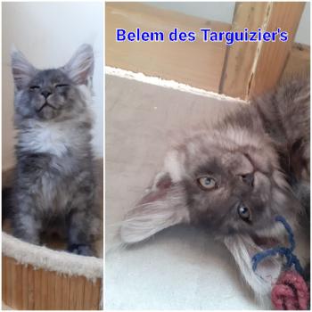 chaton Maine coon black smoke Belem La Chatterie des targuizier's