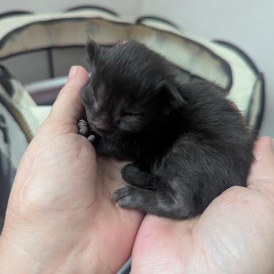 chaton Maine coon black La Chatterie des targuizier's