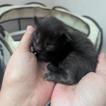 chaton Maine coon black La Chatterie des targuizier's