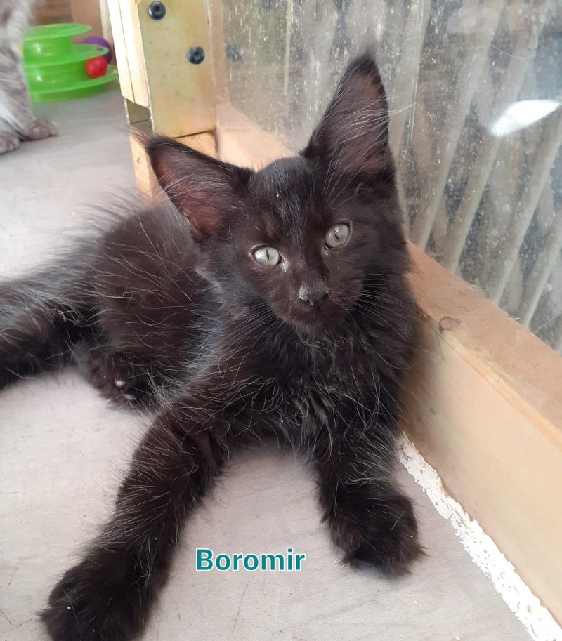 Boromir Mâle Maine coon