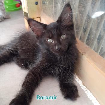 chaton Maine coon black Boromir La Chatterie des targuizier's