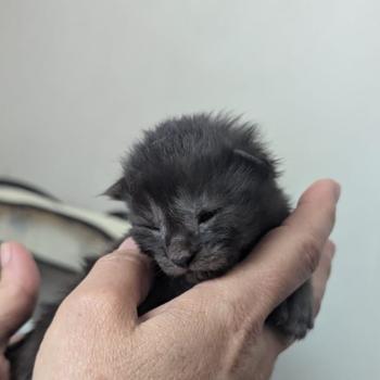 chaton Maine coon black La Chatterie des targuizier's