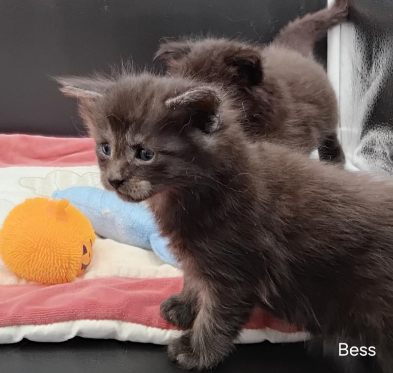 Bess Femelle Maine coon