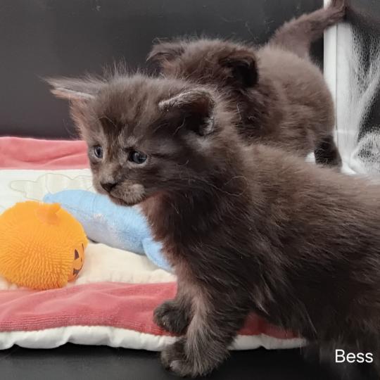 Bess Femelle Maine coon