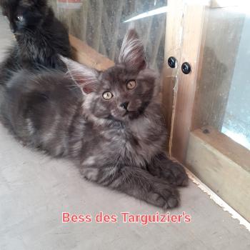 chaton Maine coon black smoke Bess La Chatterie des targuizier's